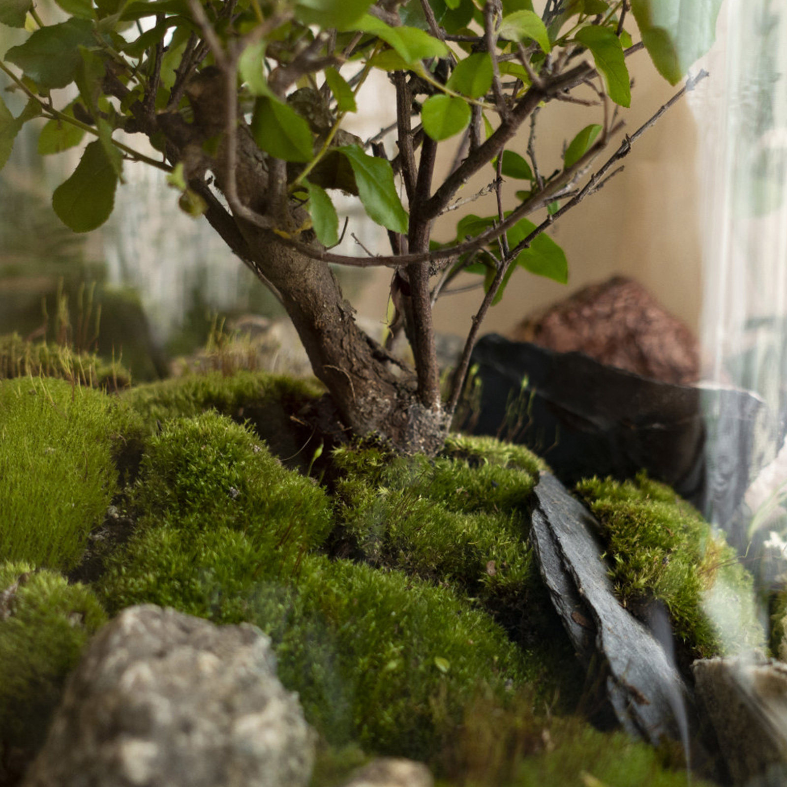 Bonsai Garden With Sand - 4 Zakjes Simulatie Mospoeder Premium Nylon